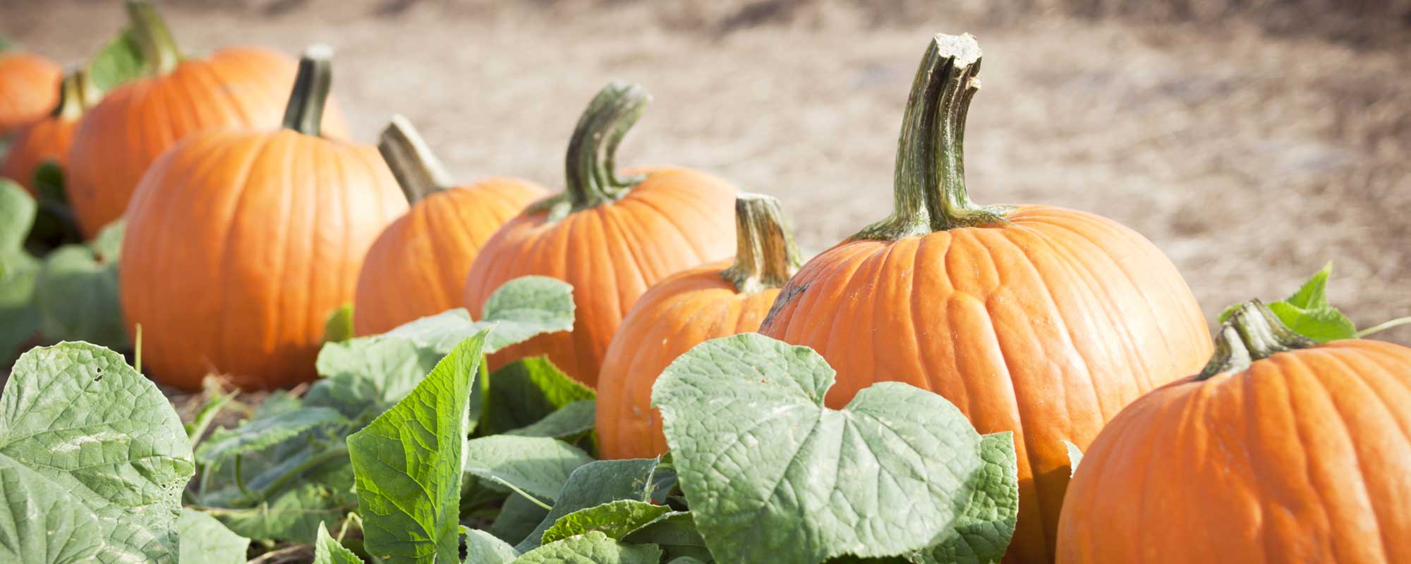 pumpkins-slide
