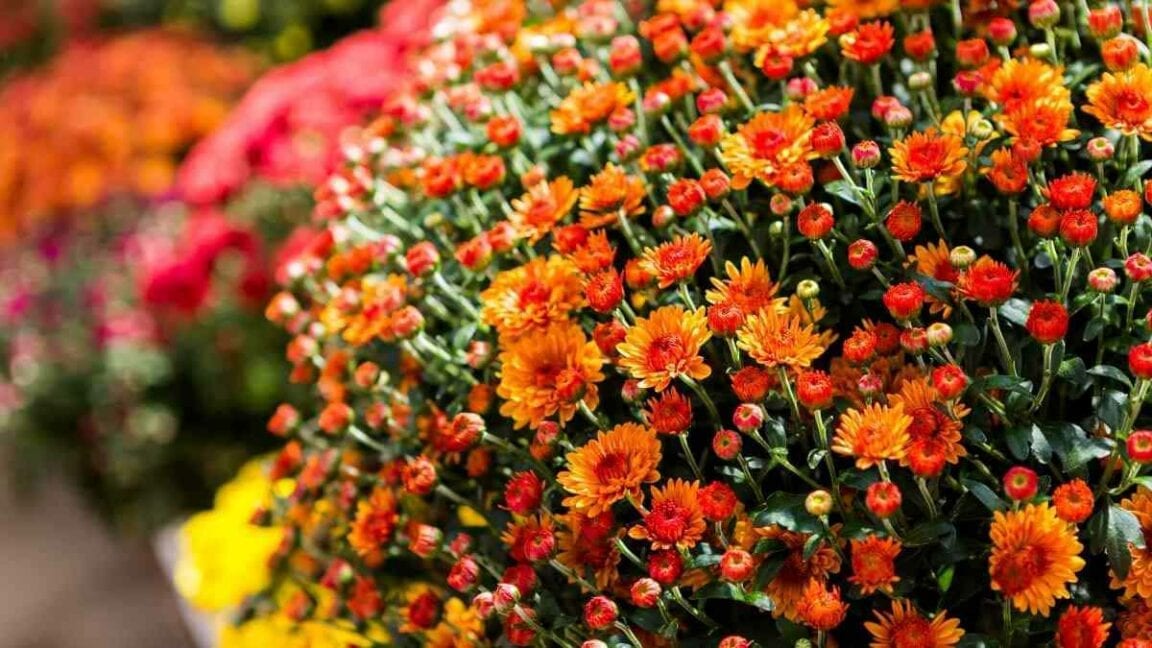 Fall is the time for mums to show off their blooms!
